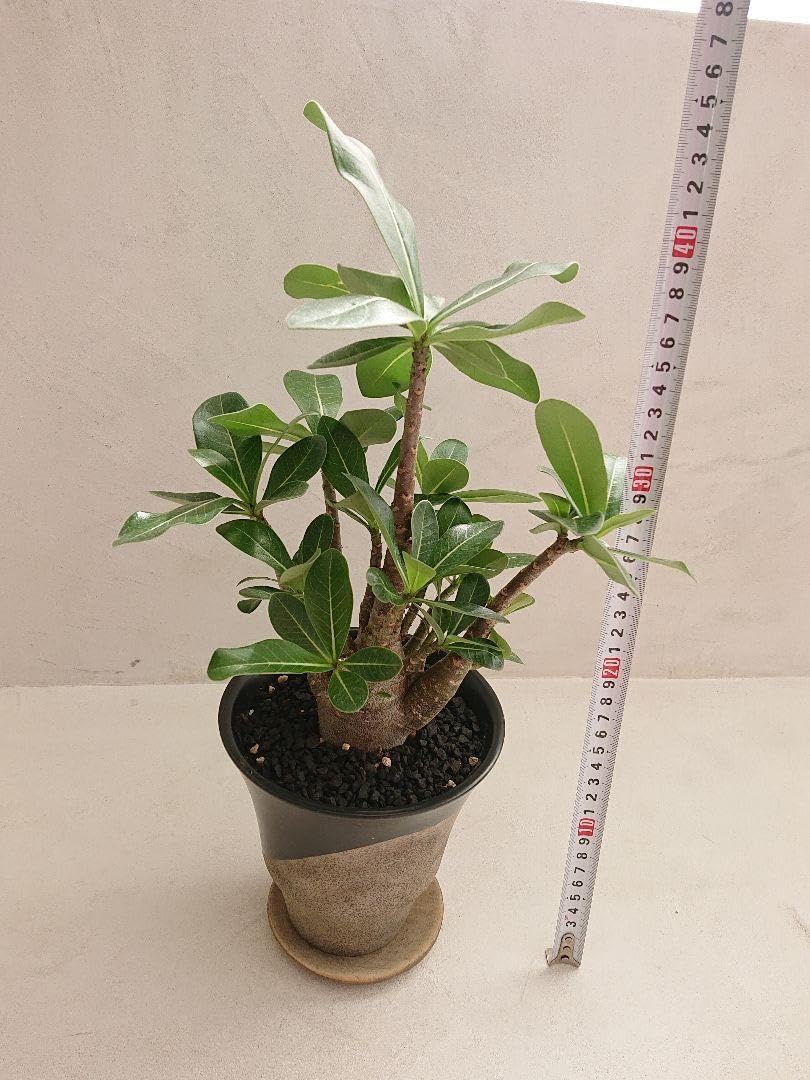 アデニウムアラビカム 'ゴッチ'① 塊根 多肉植物 コーデックス サボテン アデニウムアラビカム 'ゴッチ' 塊根 多肉植物 コーデックス